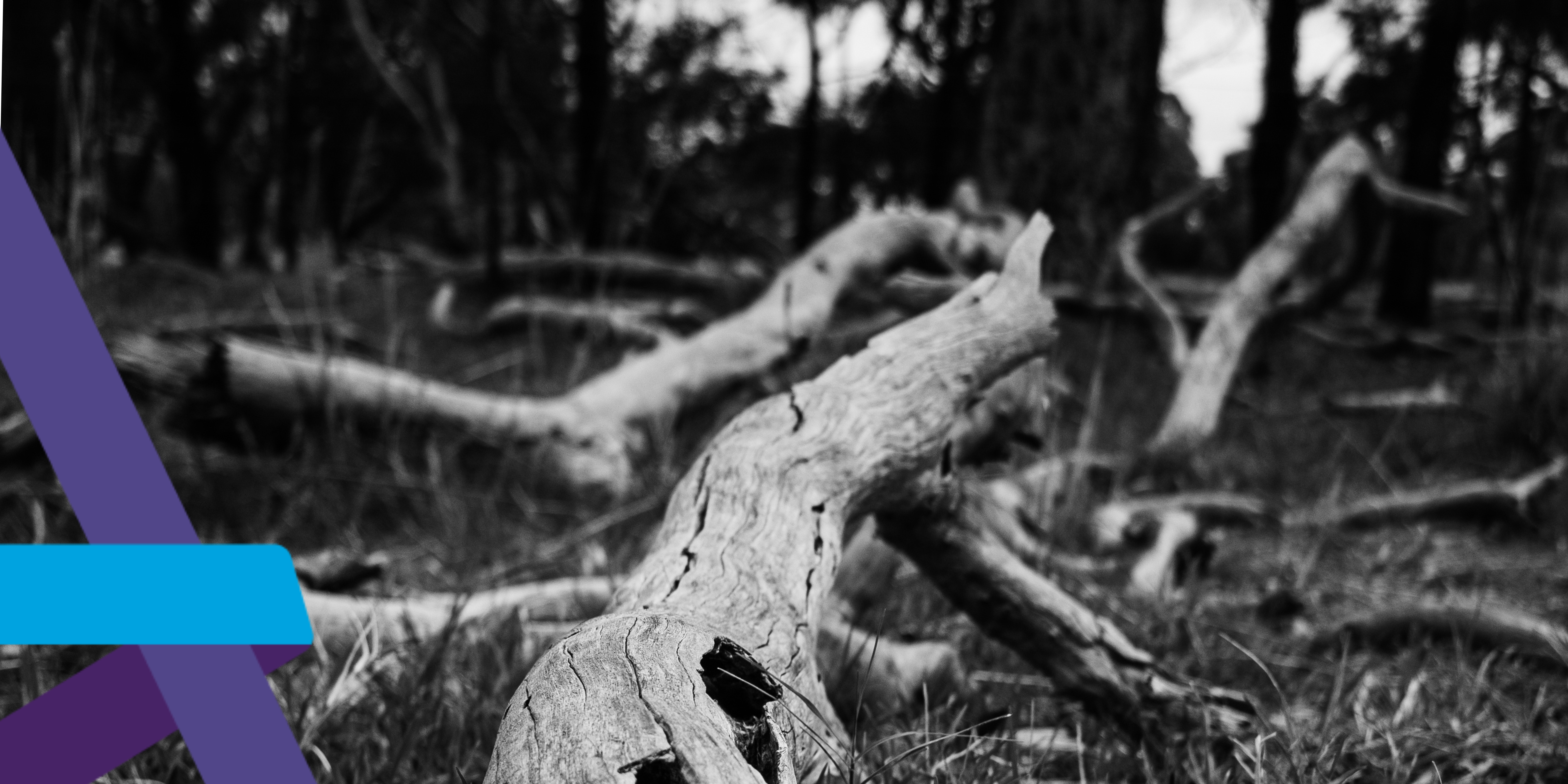 Image of fallen tree, estate management involves monitoring damaged and dying trees to avoid them falling and damaging people and/or property